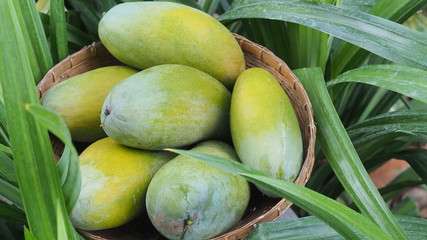 Mango tropical fruit in wooden basket put on green leaf background