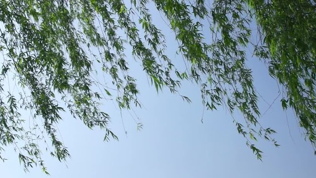 風に揺れるヤナギの葉