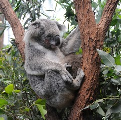 koala check my fingers