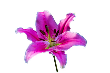Close up pink Lily flower isolated on  white background.Saved with clipping path.