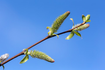 willow branch against the sky