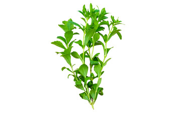Close up green of  stevia plant is herbal sweetener isolated on white background.Saved with clipping path.
