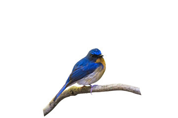 Beautiful male of Hill Blue Flycatcher (Cyornis banyumas) on branch isolated  white background.Saved with clipping path.