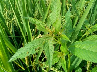 Close up green Jussiaea linifolia (Fissendocarpa linifolia, Ludwigia linifolia, Ludwigia hyssopifolia) with natural background.