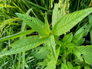 Close up green Jussiaea linifolia (Fissendocarpa linifolia, Ludwigia linifolia, Ludwigia hyssopifolia) with natural background.