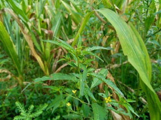 Close up green Jussiaea linifolia (Fissendocarpa linifolia, Ludwigia linifolia, Ludwigia hyssopifolia) with natural background.