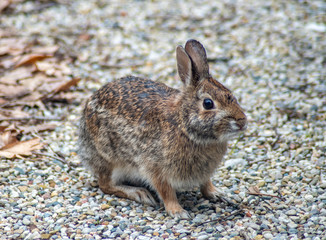 Naklejka na ściany i meble Alert wild rabbit in a gravel driveway is looking for spring food