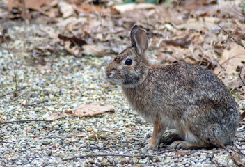 Back yard bunny posing for a portrait 