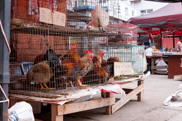 China, Heihe, July 2019: selling live chicken and roosters at a street market in Heihe in the summer