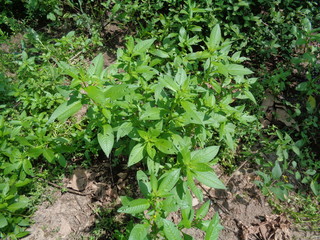 Close up green Jussiaea linifolia (Fissendocarpa linifolia, Ludwigia linifolia, Ludwigia hyssopifolia) with natural background.