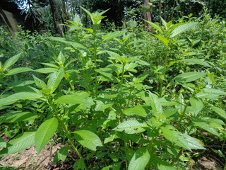 Close up green Jussiaea linifolia (Fissendocarpa linifolia, Ludwigia linifolia, Ludwigia hyssopifolia) with natural background.