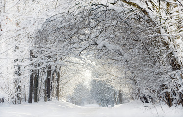 Heavy snow frosts a  beautiful wooded road in Michigan USA