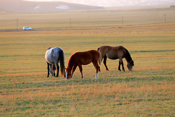 Fototapeta na wymiar Many horses graze on the hillside in autumn