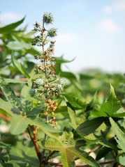 Castor seed for make the oil