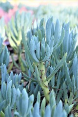 close up of cactus