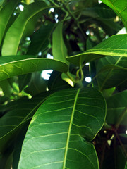 mango leaf