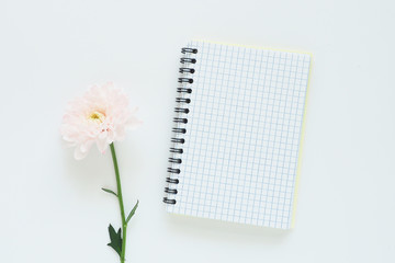 .mockup of an open notebook on a spring and gently pink chrysanthemum on a white background. Space for text..