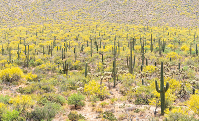 The Sonoran Desert in spring bloom, Saguaro Cactus and yellow flowers on Palo Verde trees on a hillside.