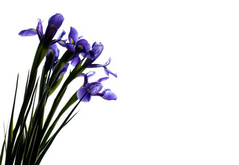 Iris flowers silhouette isolated on white background