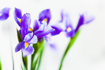 Japanese iris, flowers over blurred white background