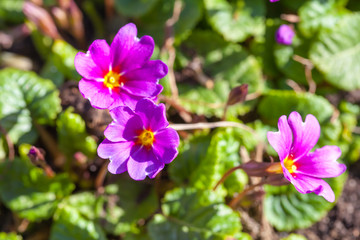 Purple spring flowers macro photo. Primula