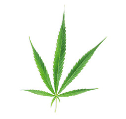 Marijuana leaf,Cannabis leaf isolated on white
