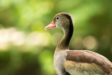 close up of a duck