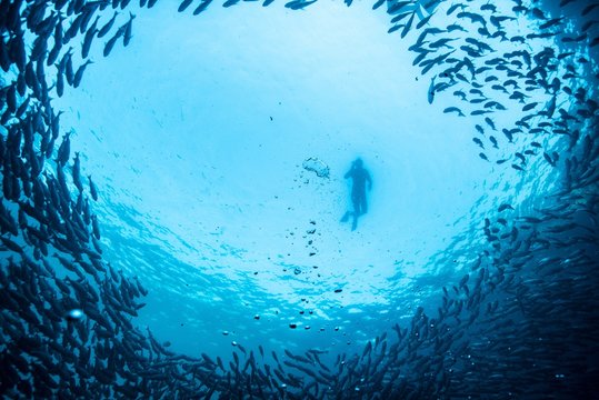 free diving