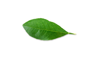 Fototapeta na wymiar lemon leaf isolated on white background