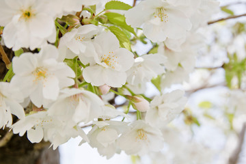 桜　ソメイヨシノ