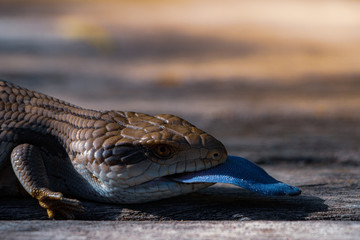 Blue Tongue Lizard