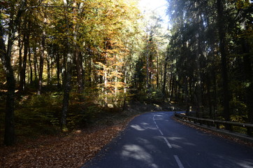 Obraz premium Autumn woods and road