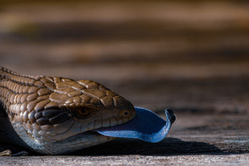 Blue Tongue Lizard Close Up