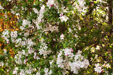white flowers at a grabapple hedge in springtime