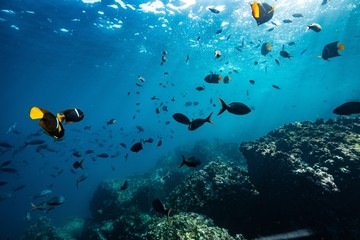 Fototapeta na wymiar creole and king angel fish while free diving. Galapagos islands