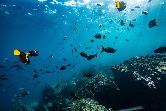 creole and king angel fish while free diving. Galapagos islands