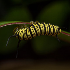 Oruga de una mariposa monarca alimentándose de una hoja
