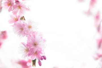 Close up pink cherry tree flowers branch in Japan. Copy Space, place for text