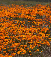 California Poppy Super Bloom