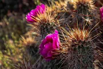 Purple Blooming Arizona Cactus Flower