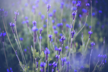 vintage background little flowers purple nature beautiful, For easter greeting cards with copy space