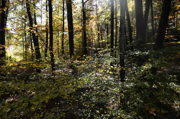 Fototapeta premium Autumn leaves and trees