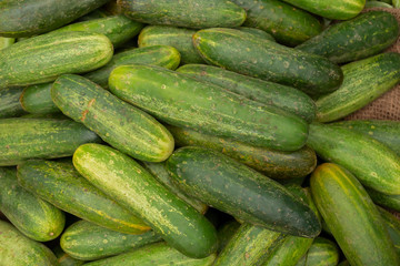 Cucumber, Cucumis sativus, is a widely cultivated plant in the gourd family, Cucurbitaceae. Fresh vegetables for sale at Territy bazar, Kolkata, West Bengal, India.