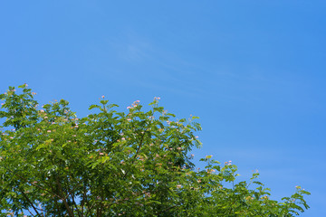 Samanea saman branches against the light cloudy sky background.