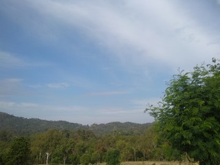 clouds over the forest