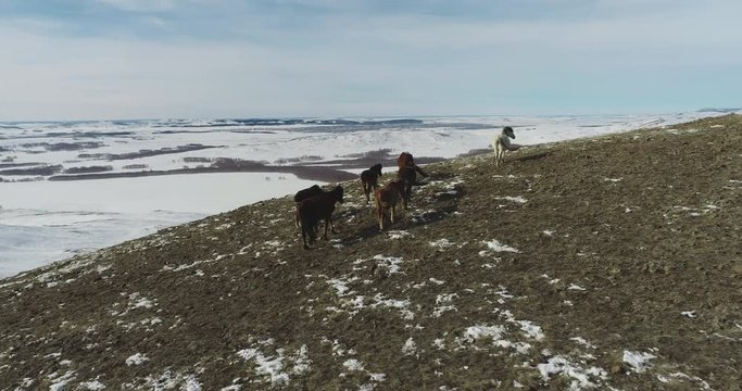 Herd of horses brown, white and black color graze on peak mount in wild south Ural Mountains landscape at winter frozen windy day / Aerial drone view