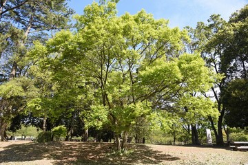 Chinese hackberry (Celtis sinensis) trunk and leavea / Cannabaceae decidupus tall tree