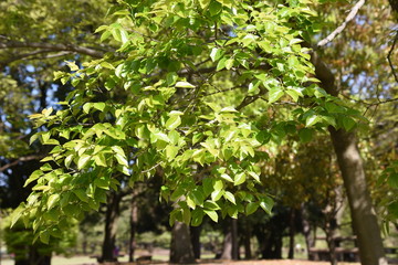 Chinese hackberry (Celtis sinensis) trunk and leavea / Cannabaceae decidupus tall tree