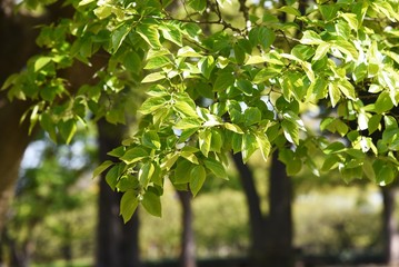 Chinese hackberry (Celtis sinensis) trunk and leavea / Cannabaceae decidupus tall tree