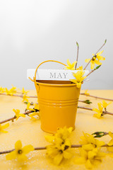 lettering May on a piece of wood on yellow small metal bucket for decoration with a bouquet of yellow spring flowers forsythia on a clean yellow background. perpetual wooden calendar. Month of may